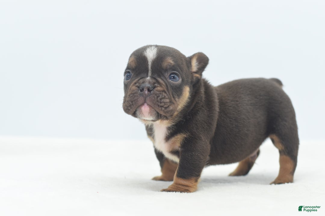 Mixed Breed dogs for sale: Kong micro bully hybrid  - Ad 20