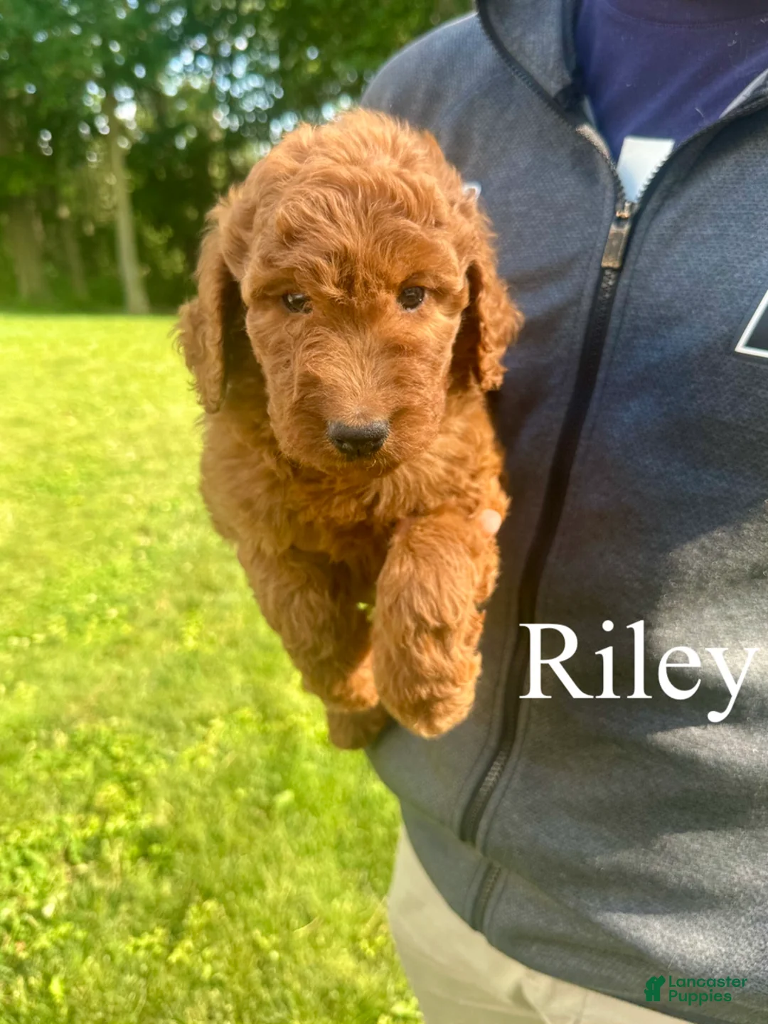 Goldendoodle dogs for sale: Riley - Ad 1