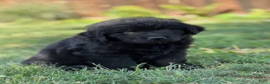 Blacky 