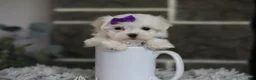 Maltipoo dogs for sale: Rue - Ad 13