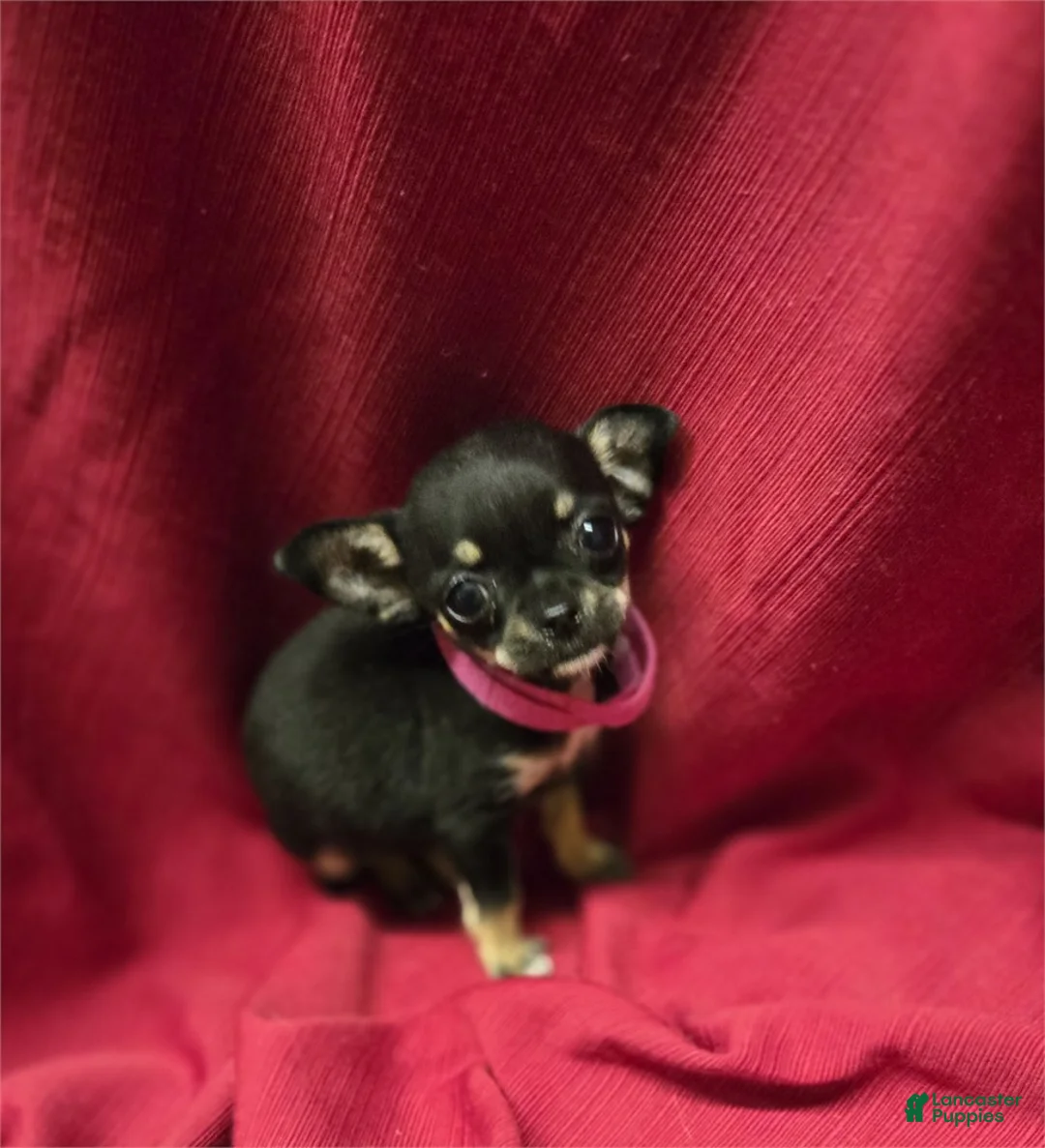 Chihuahua dogs for sale: Chihuahua Puppy 1 - Ad 3