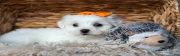 Maltese dogs for sale: PATRICK - Ad 15