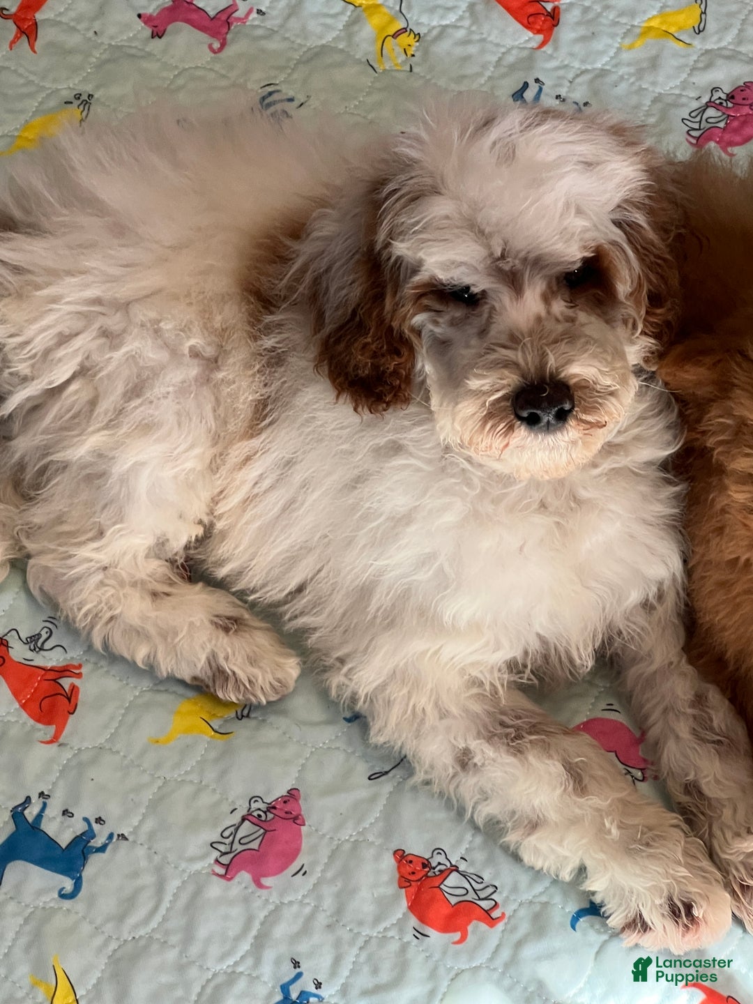 Mini Goldendoodle dogs for sale: Buster - Ad 2