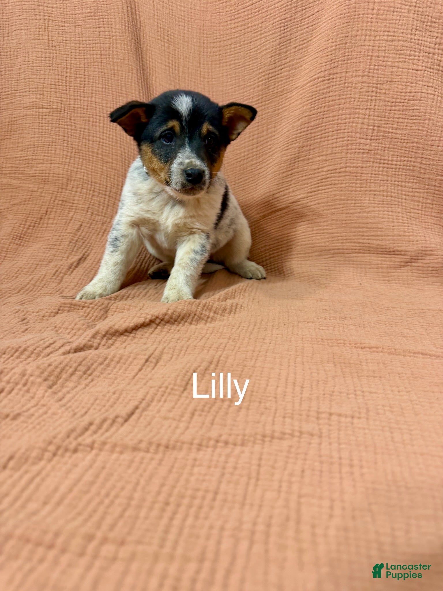 Mixed Breed dogs Lilly - Ad 41