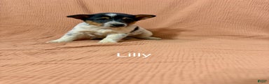 Lilly