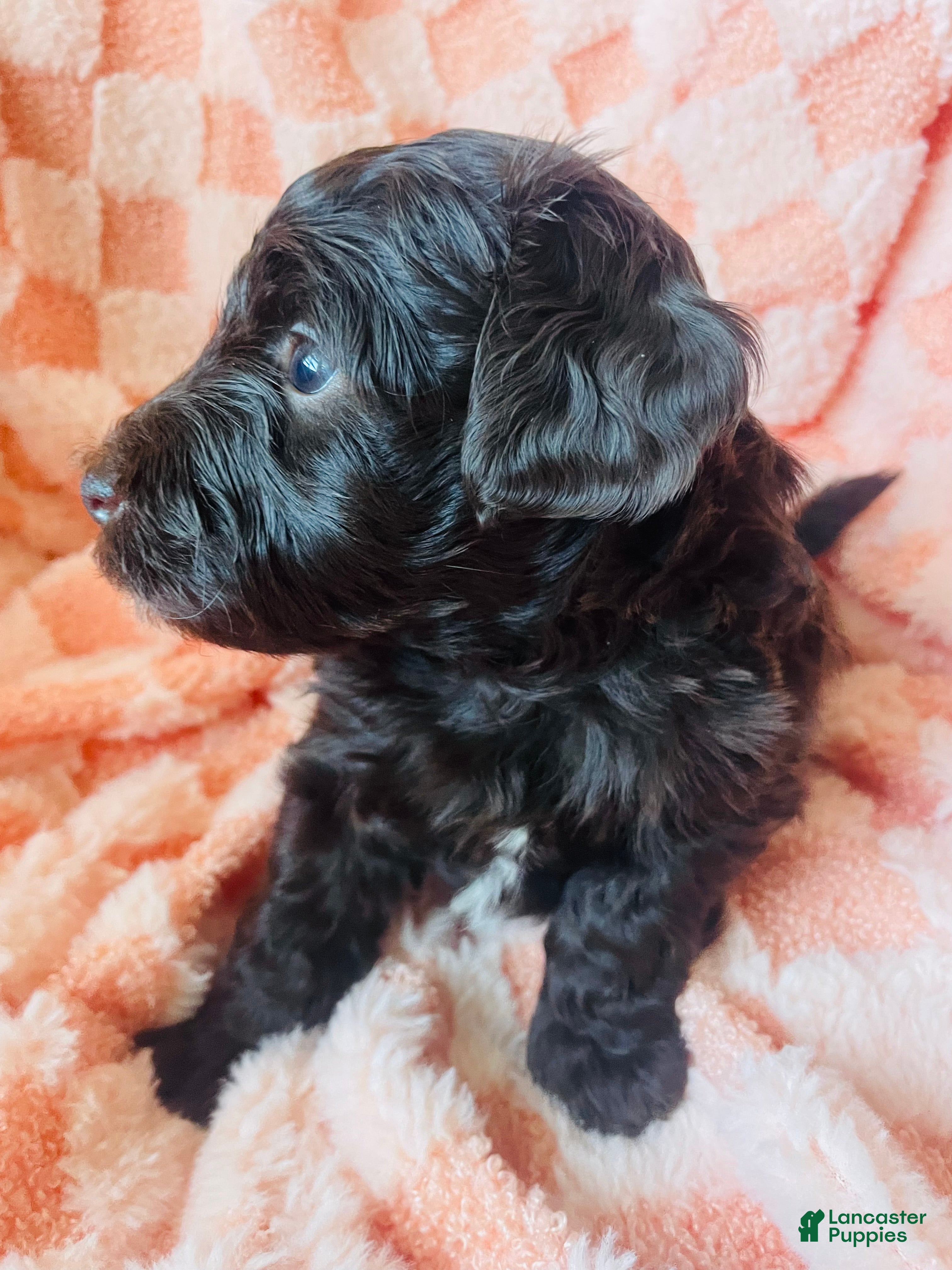 Labradoodle dogs Oakley - Ad 1