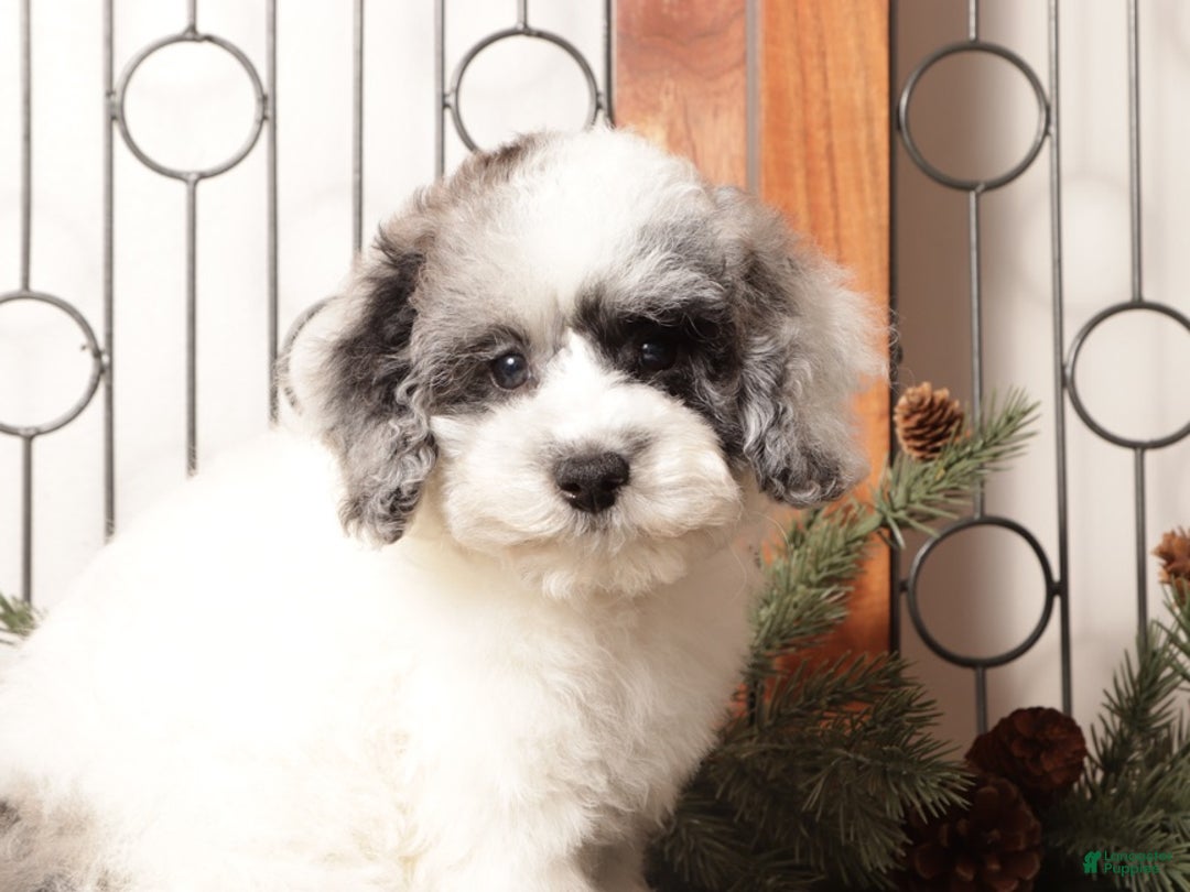 Toy Poodle dogs for sale: Shiloh  - Ad 3