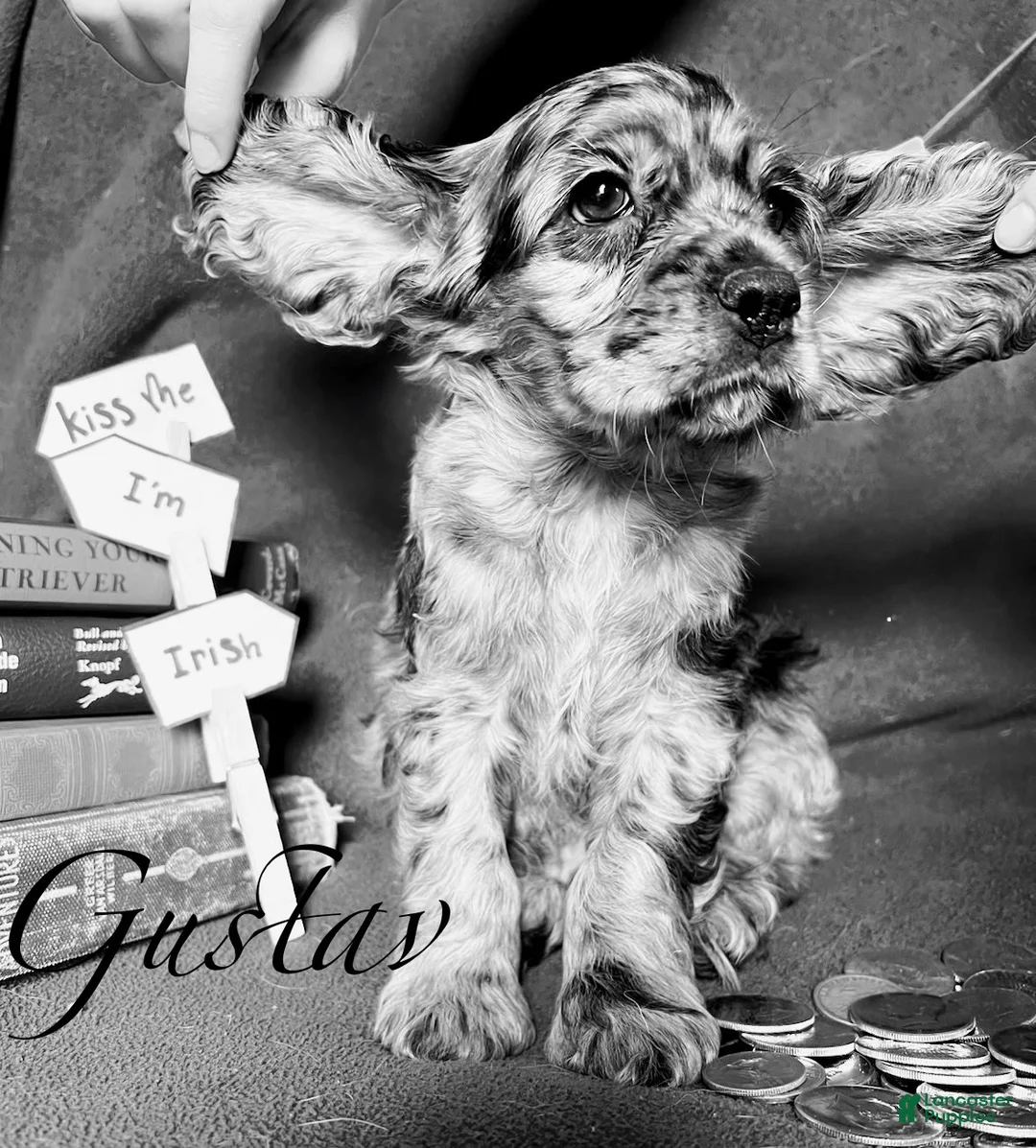 Cocker Spaniel dogs for sale: Gustav  - Ad 1