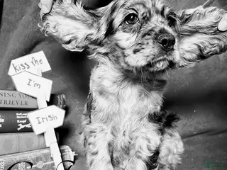 Cocker Spaniel dogs Gustav - Ad 21