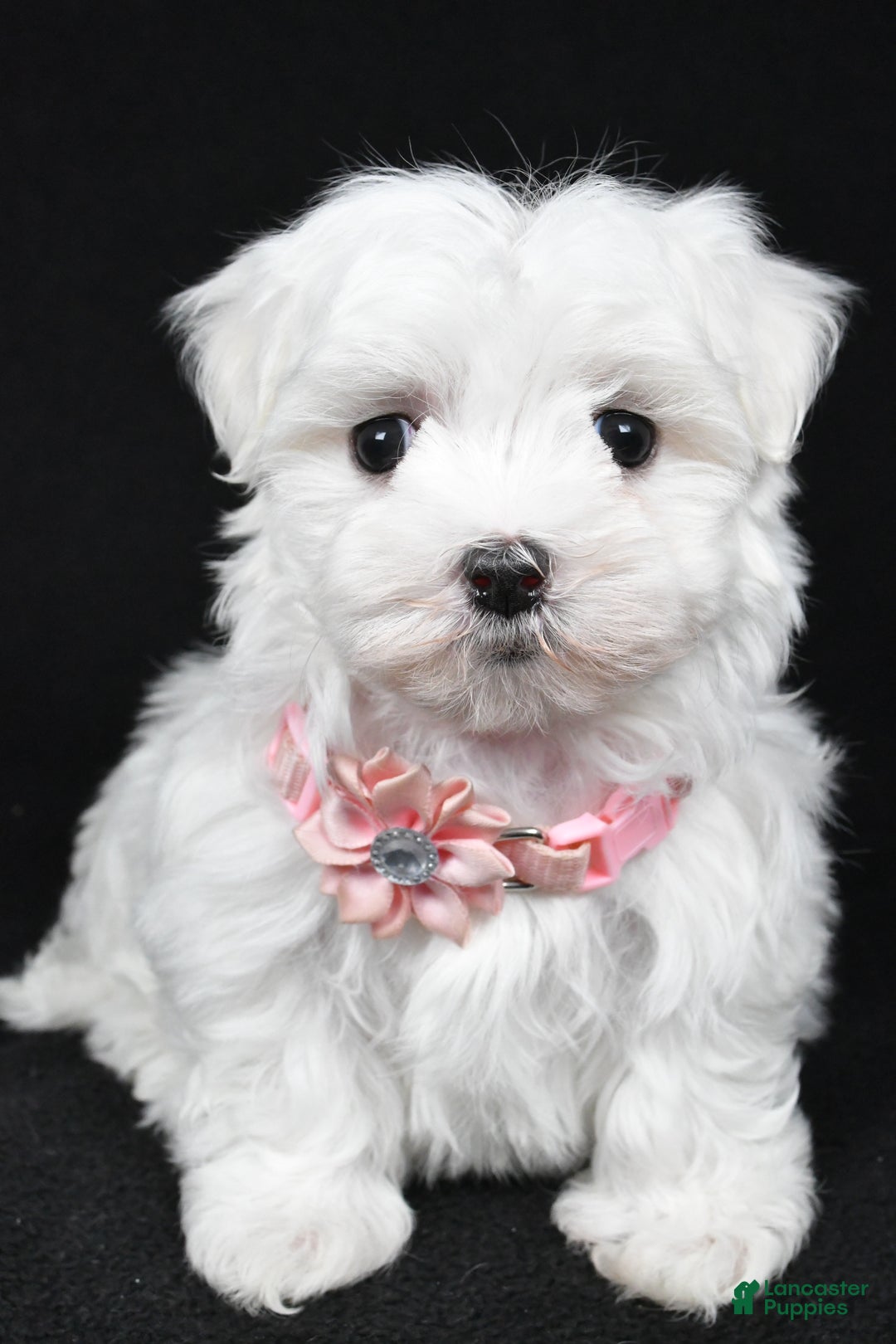 Maltese dogs for sale: Winnie - Ad 3