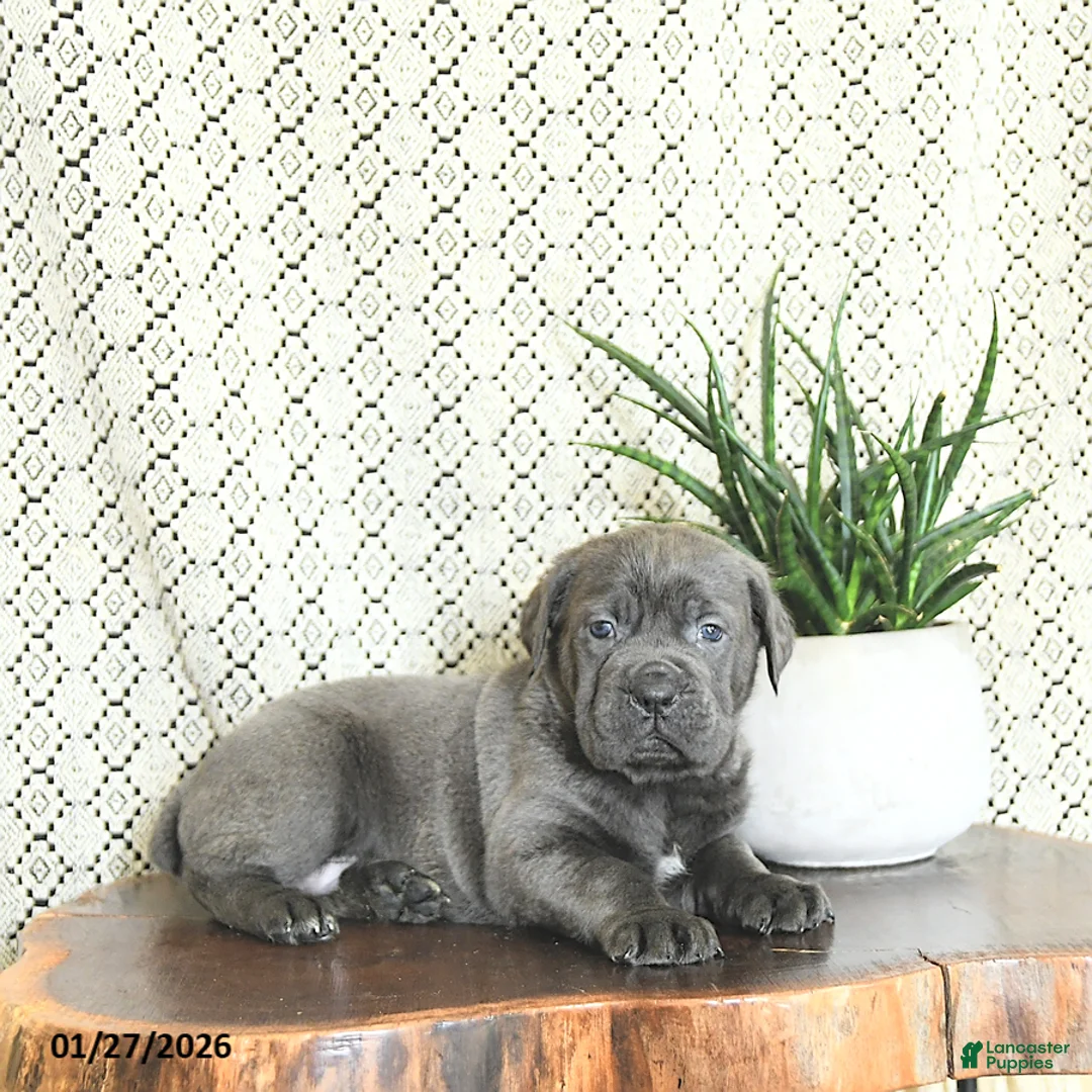 Cane Corso dogs for sale: Kane - Ad 2