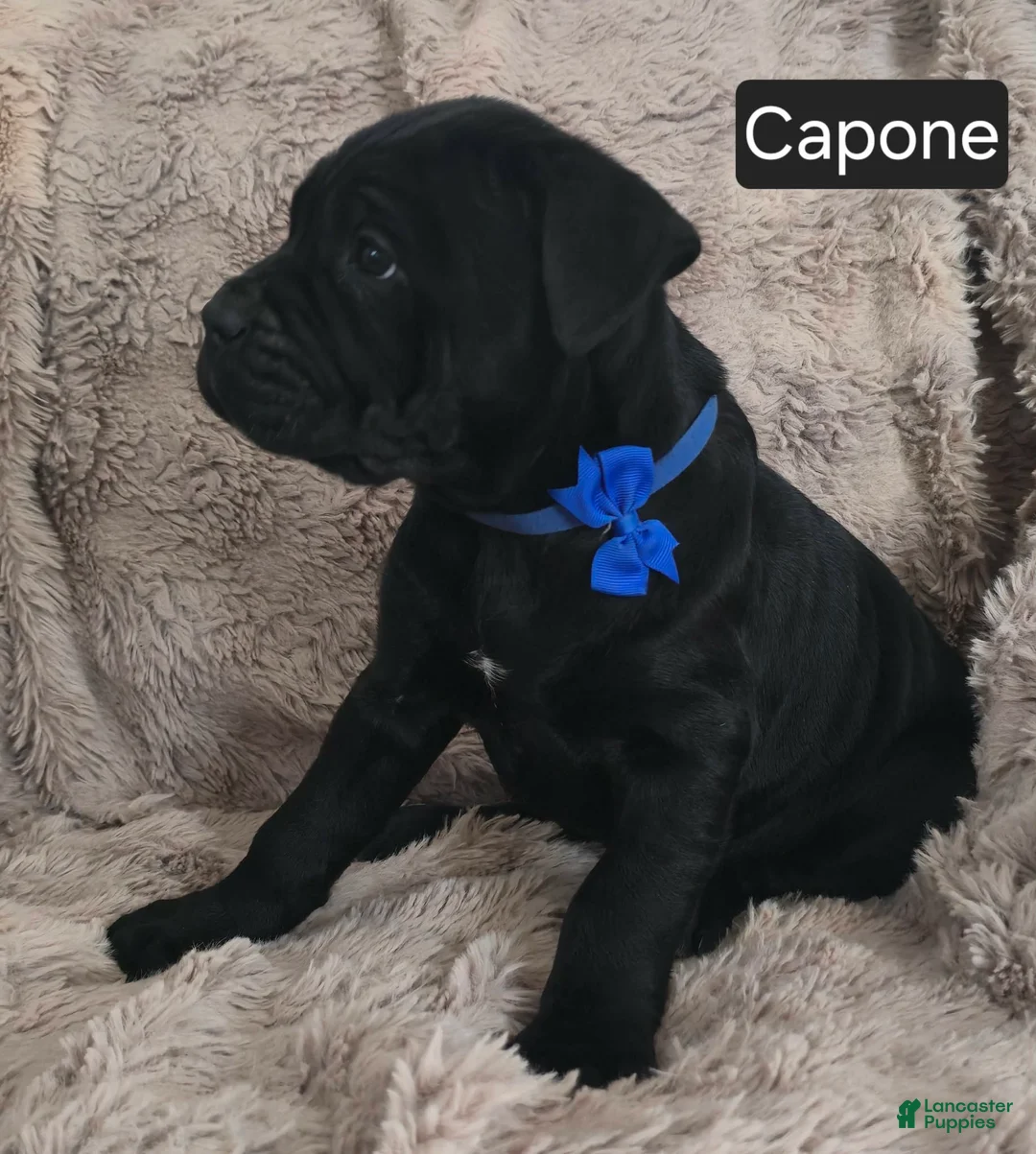 Cane Corso dogs for sale: Capone - Ad 4