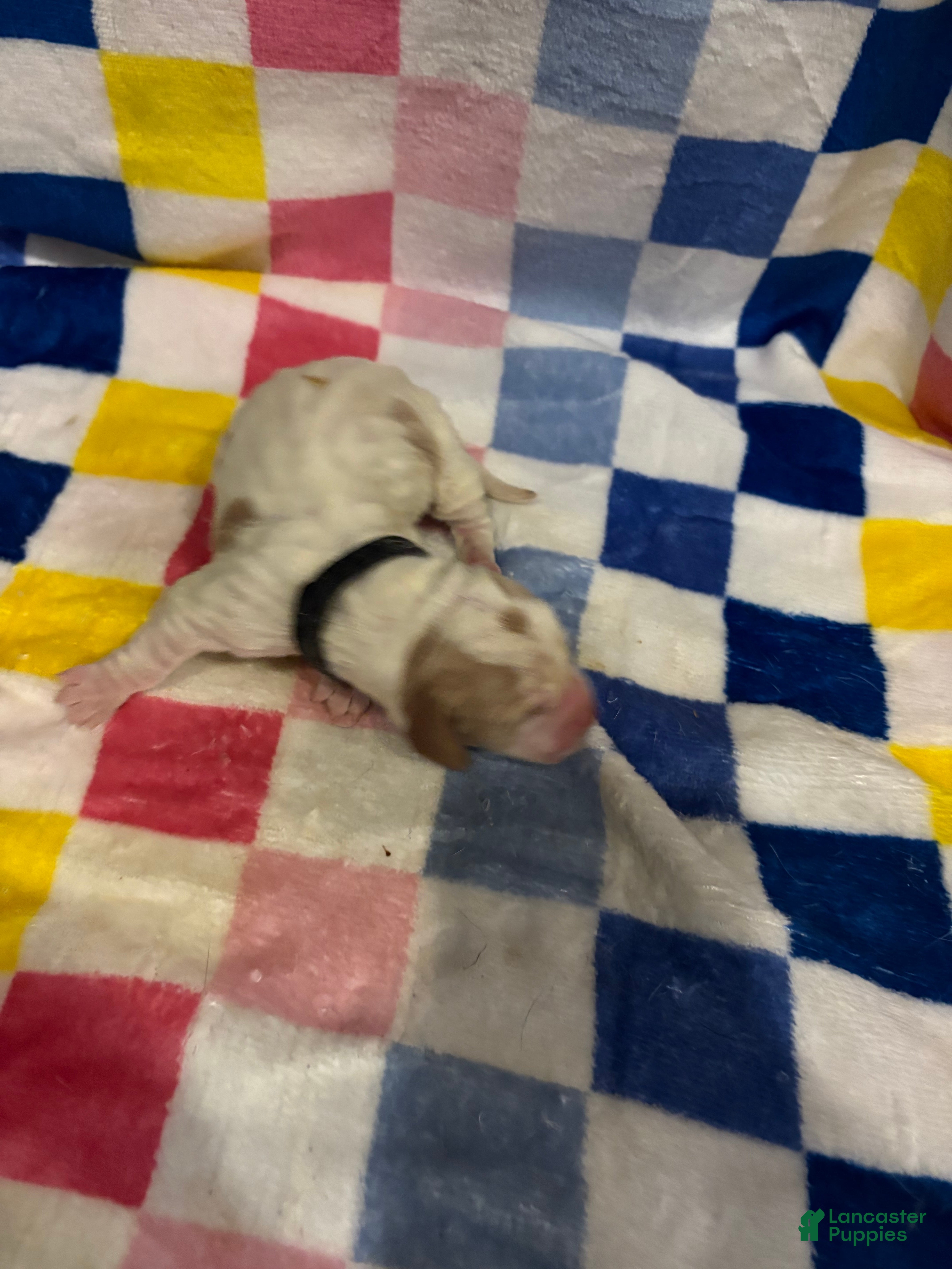 Basset Hound dogs Girl 3-Bambi - Ad 10