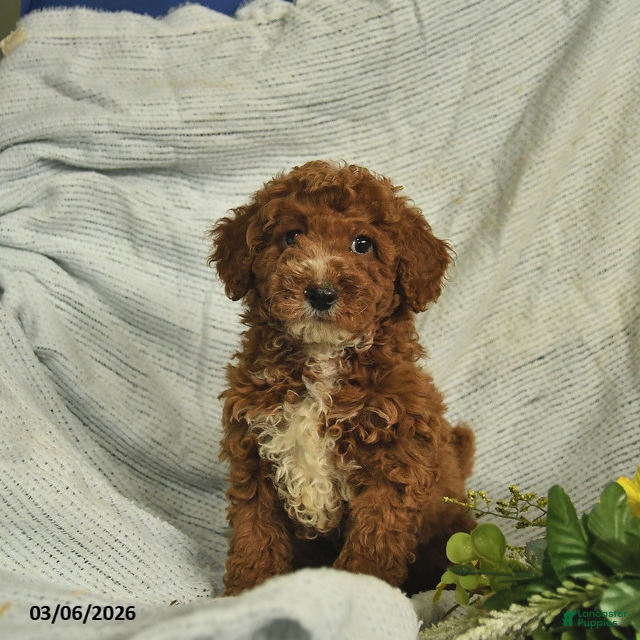 Miniature Poodle dogs Cooper  - Ad 1