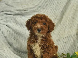 Miniature Poodle dogs for sale: Cooper - Ad 4