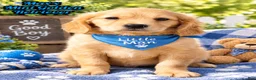 Miniature Golden Retriever dogs for sale: Maxx Male Mini Golden Retriever - Ad 1