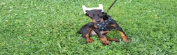 Doberman Pinscher dogs for sale: Doberman Pinscher 4 - Ad 8