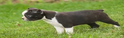 Boston Terrier dogs for sale: Blossom Boston Terrier  - Ad 4