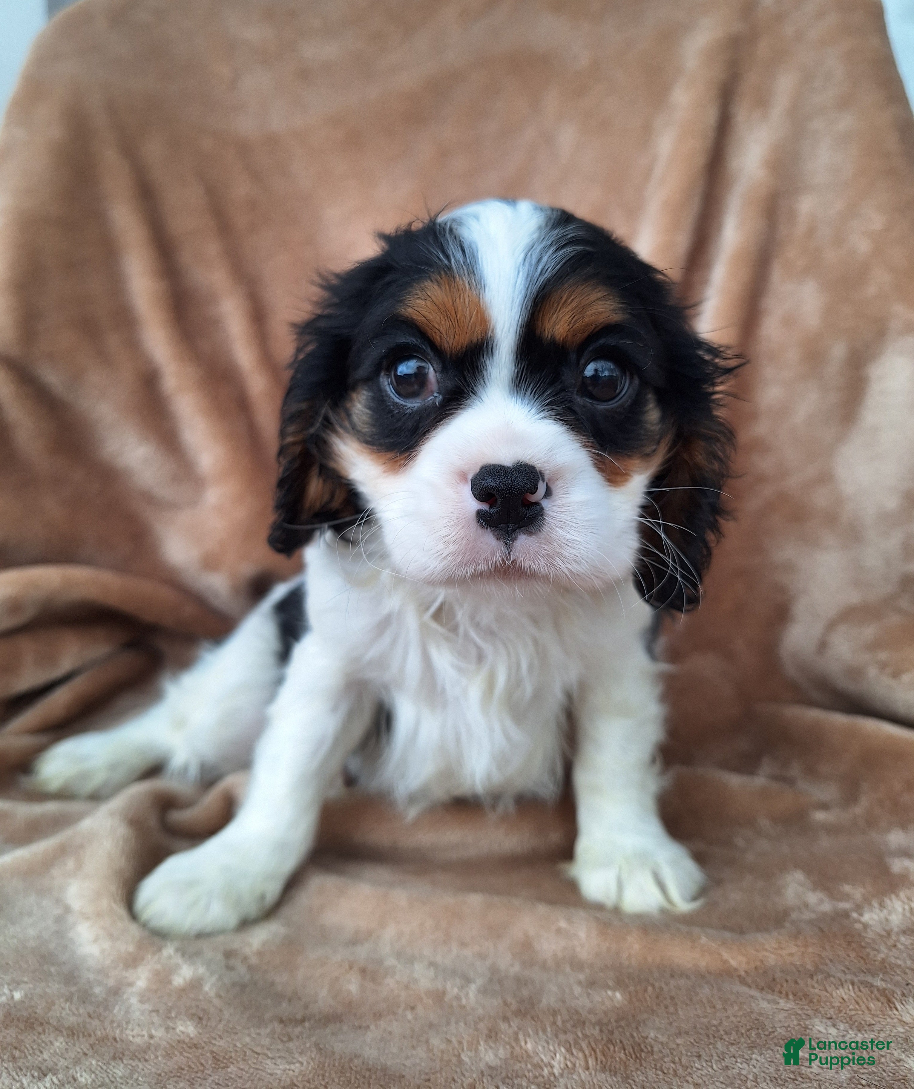 Cavalier King Charles Spaniel dogs Max - Ad 1
