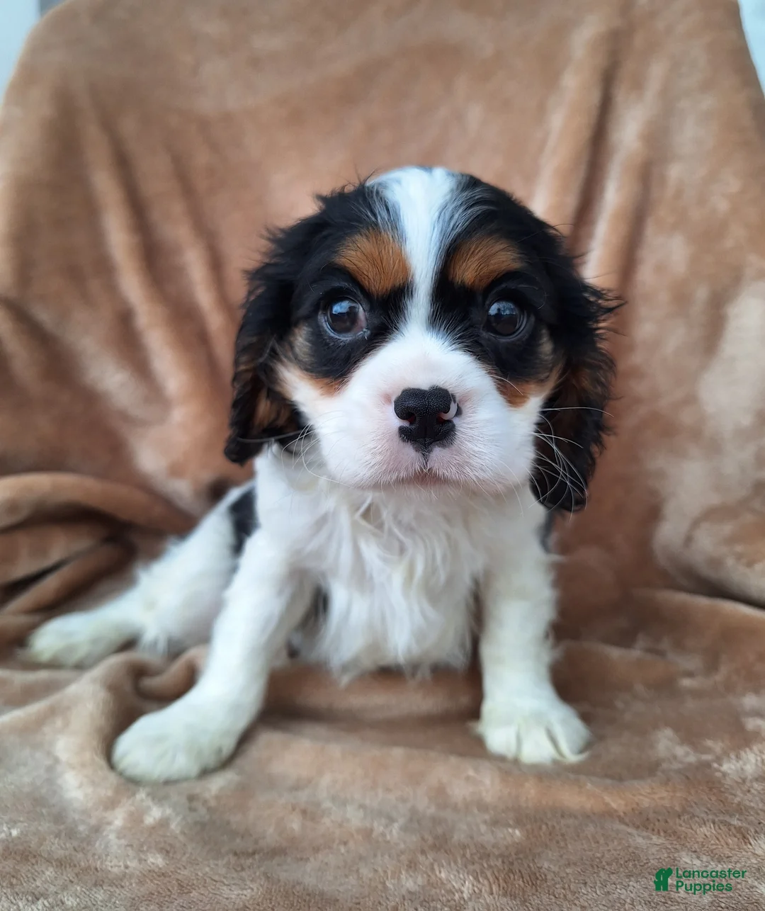 Cavalier King Charles Spaniel dogs for sale: Max - Ad 1