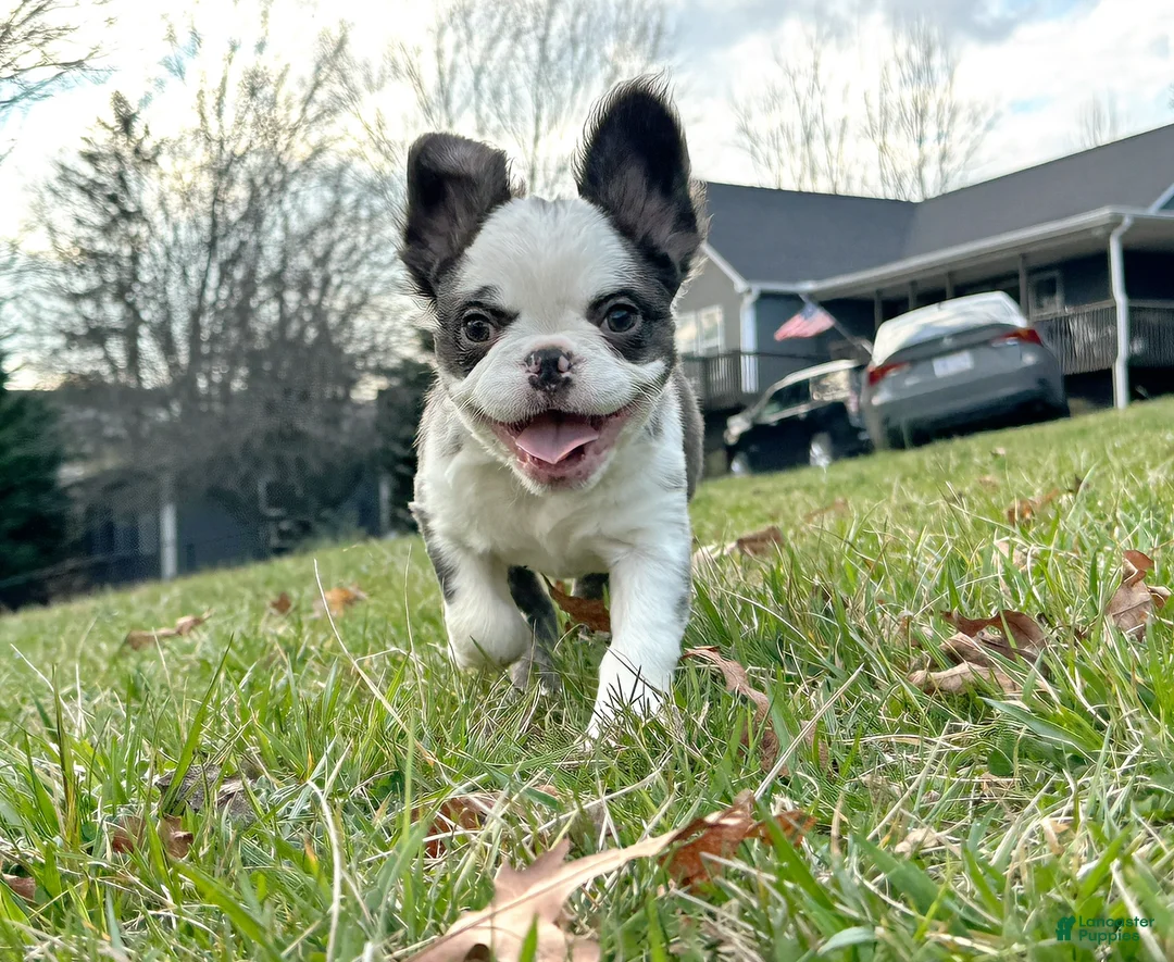 French Bulldog dogs for sale: French Bulldog Puppy 1 - Ad 2