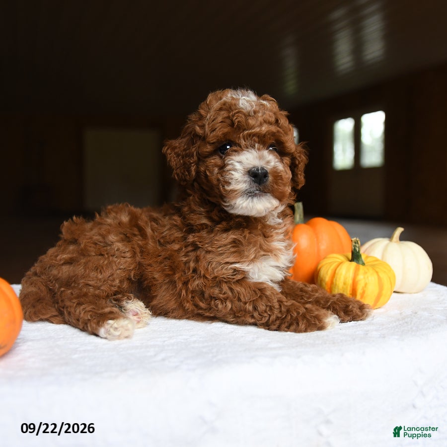 Mini Goldendoodle dogs Ava  - Ad 2