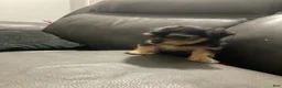 Mixed Breed dogs for sale: Unique - Ad 11