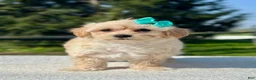 Maltipoo dogs for sale: Girl Maltipoo 2 - Ad 1