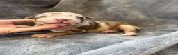 American Bully dogs for sale: Raven - Ad 9