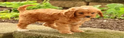 Cavapoo dogs for sale: Jenny - Ad 5