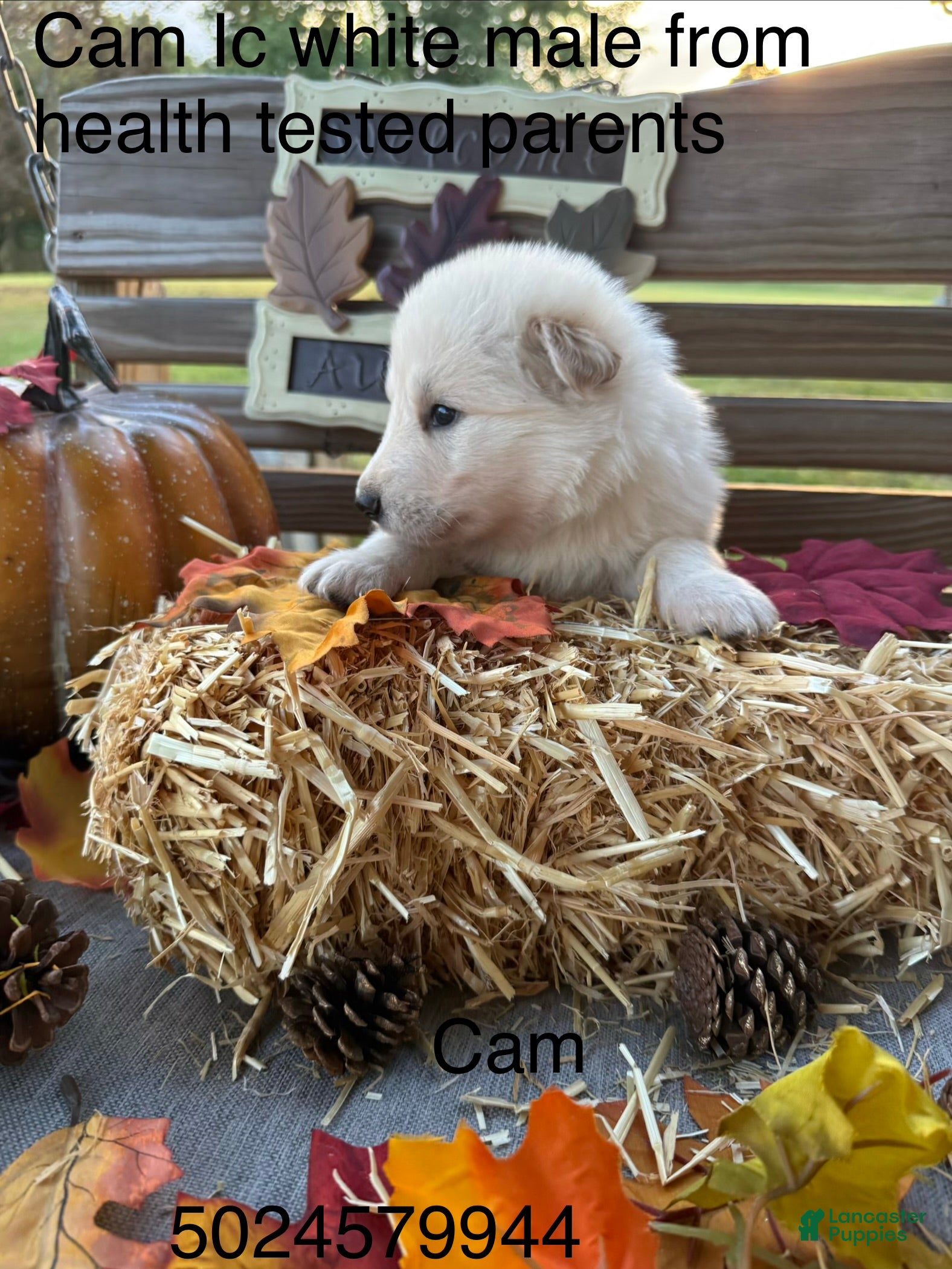 German Shepherd dogs Cam - Ad 34