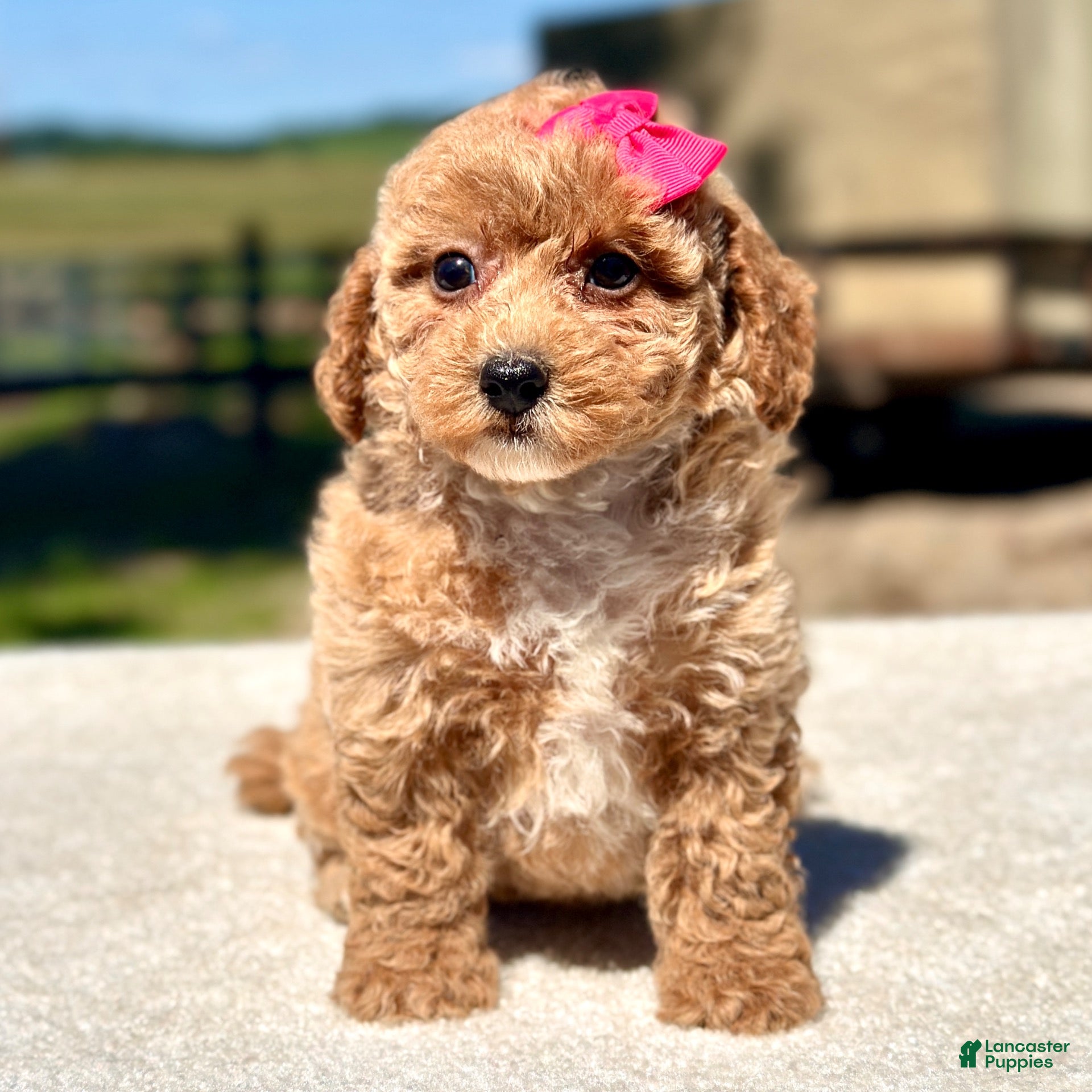 Maltipoo dogs Skye - Ad 1