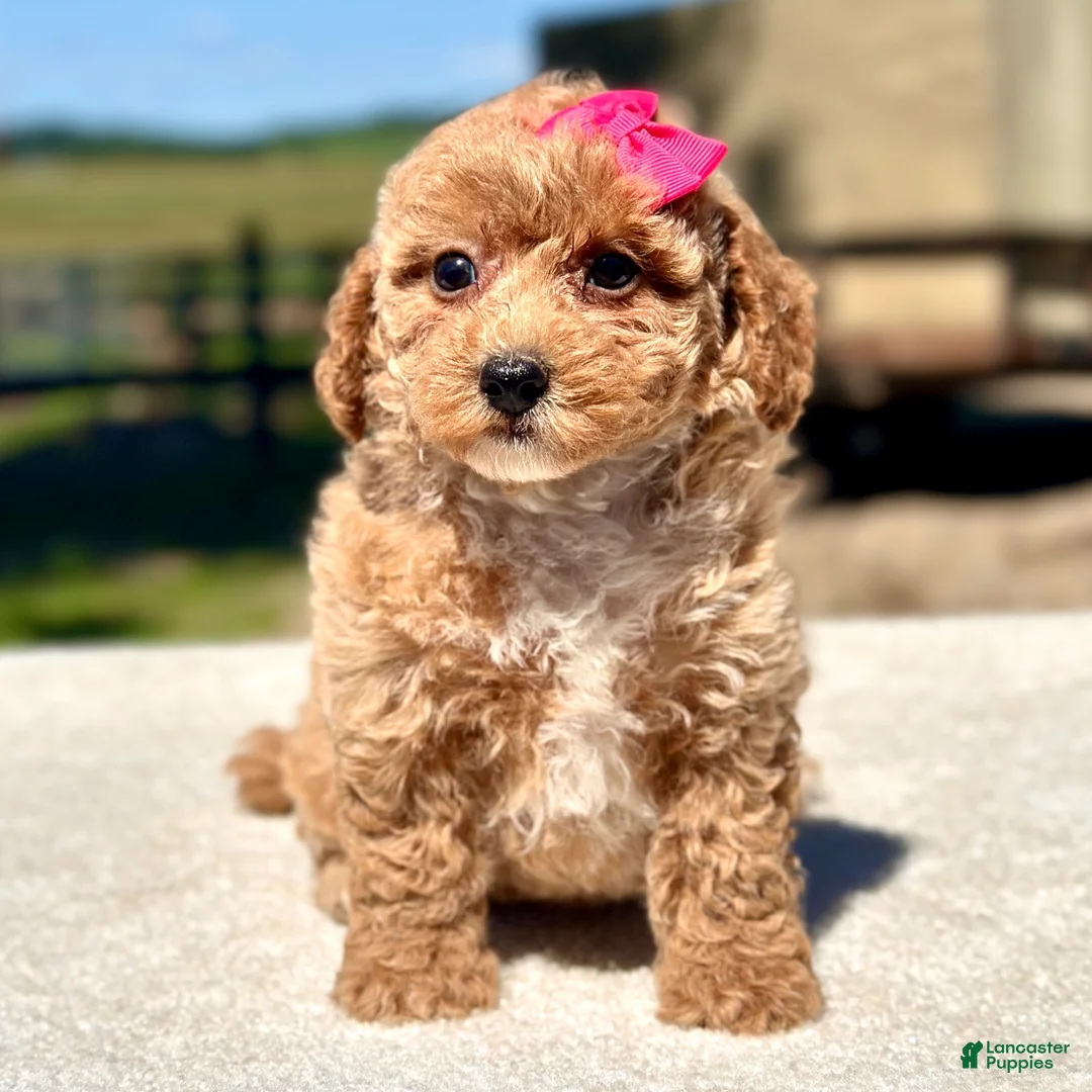 Maltipoo dogs for sale: Skye - Ad 1