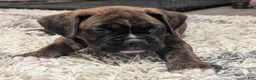 Boxer dogs for sale: Bronco - Ad 4