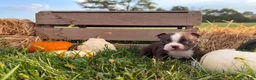 Boston Terrier dogs for sale: Dusty - Ad 3