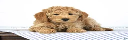 Mini Goldendoodle dogs for sale: Olive - Ad 3