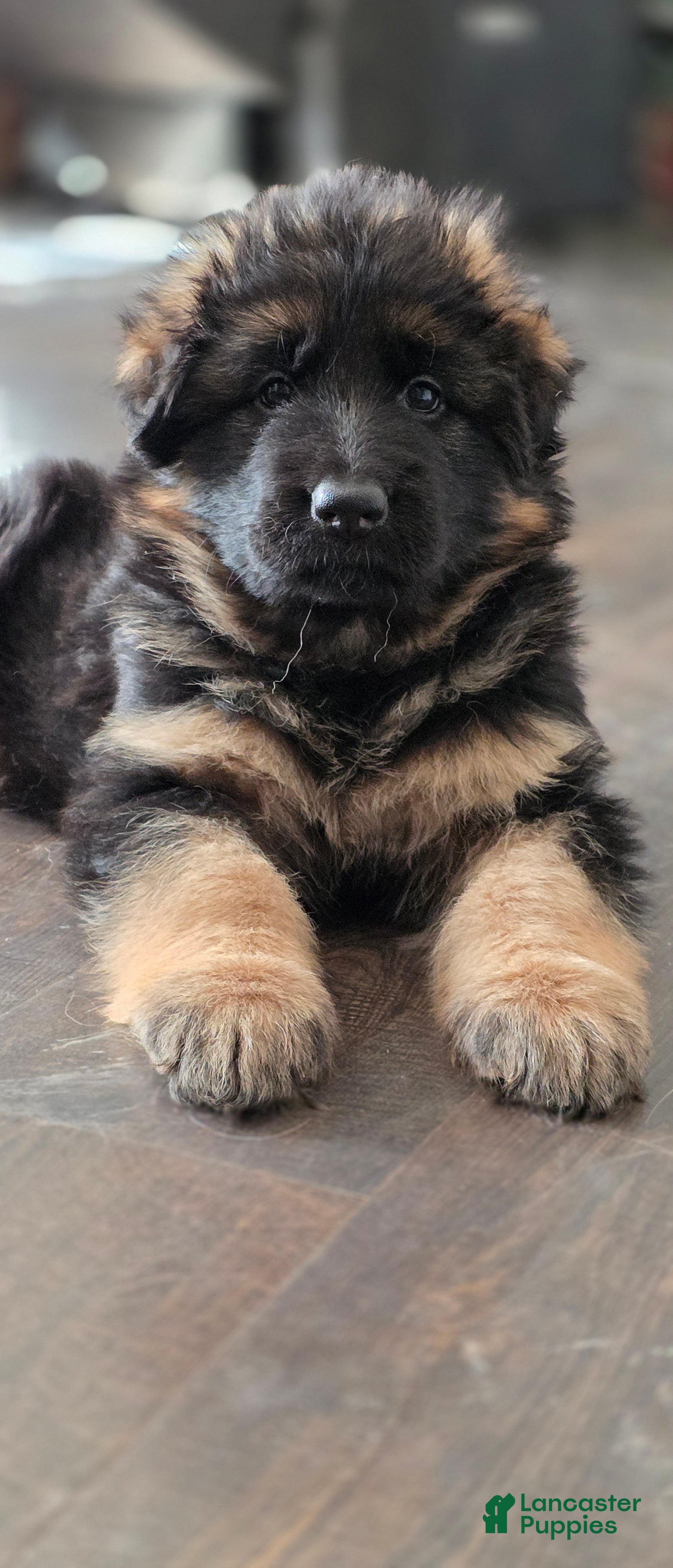 German Shepherd dogs Reba - Ad 34