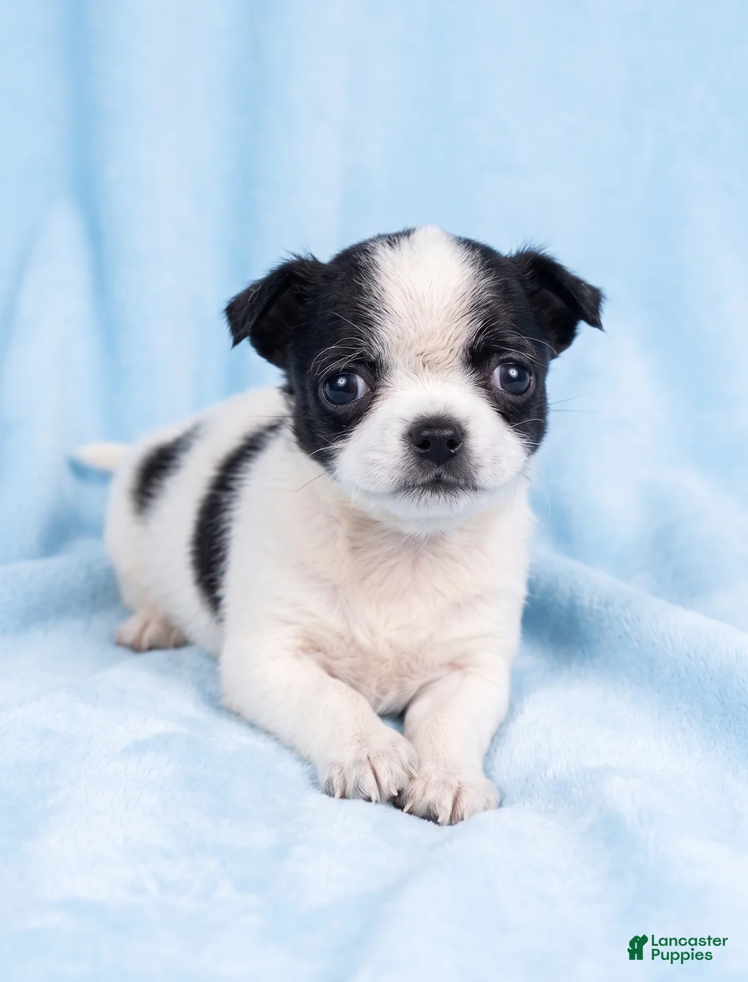 Mixed Breed dogs for sale: Buster - Ad 3