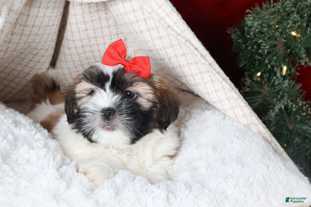 Shih Tzu dogs for sale: Joey - Ad 11