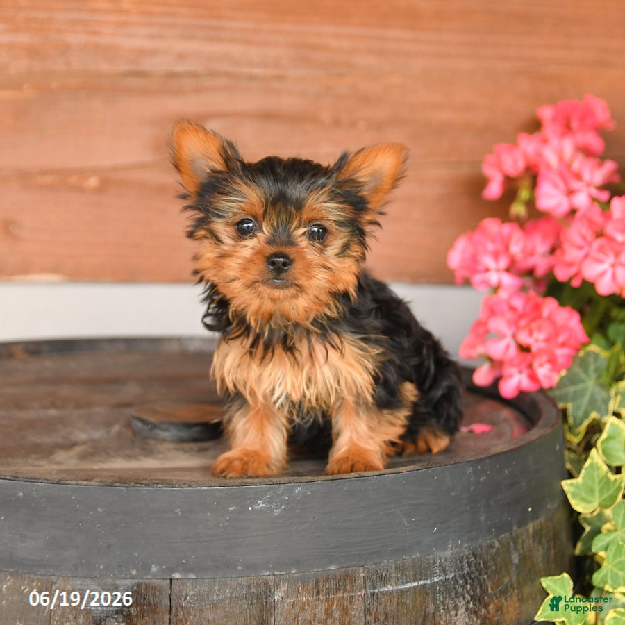Yorkshire Terrier dogs Teddy - Ad 1