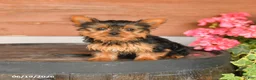 Yorkshire Terrier dogs for sale: Teddy - Ad 1