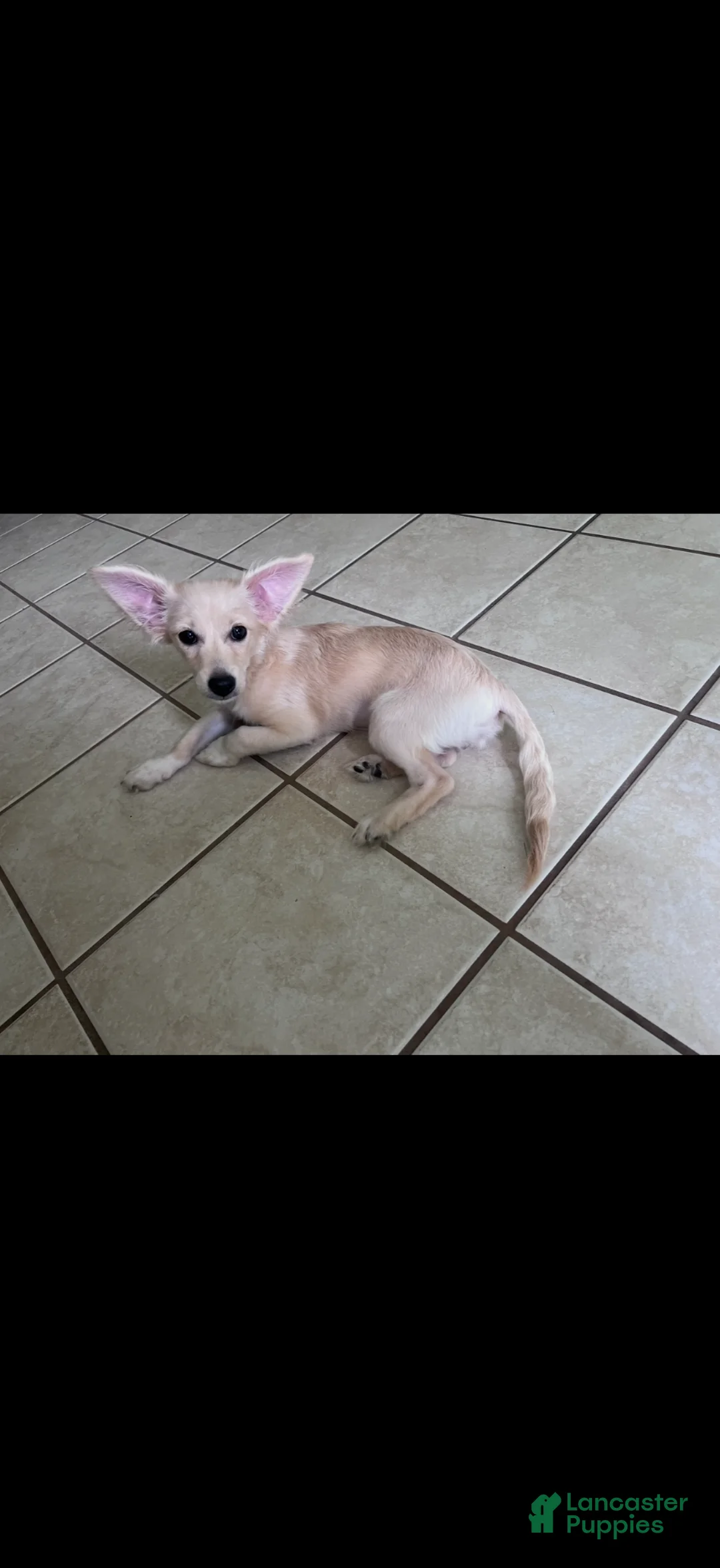 Mixed Breed dogs for sale: maxie - Ad 4