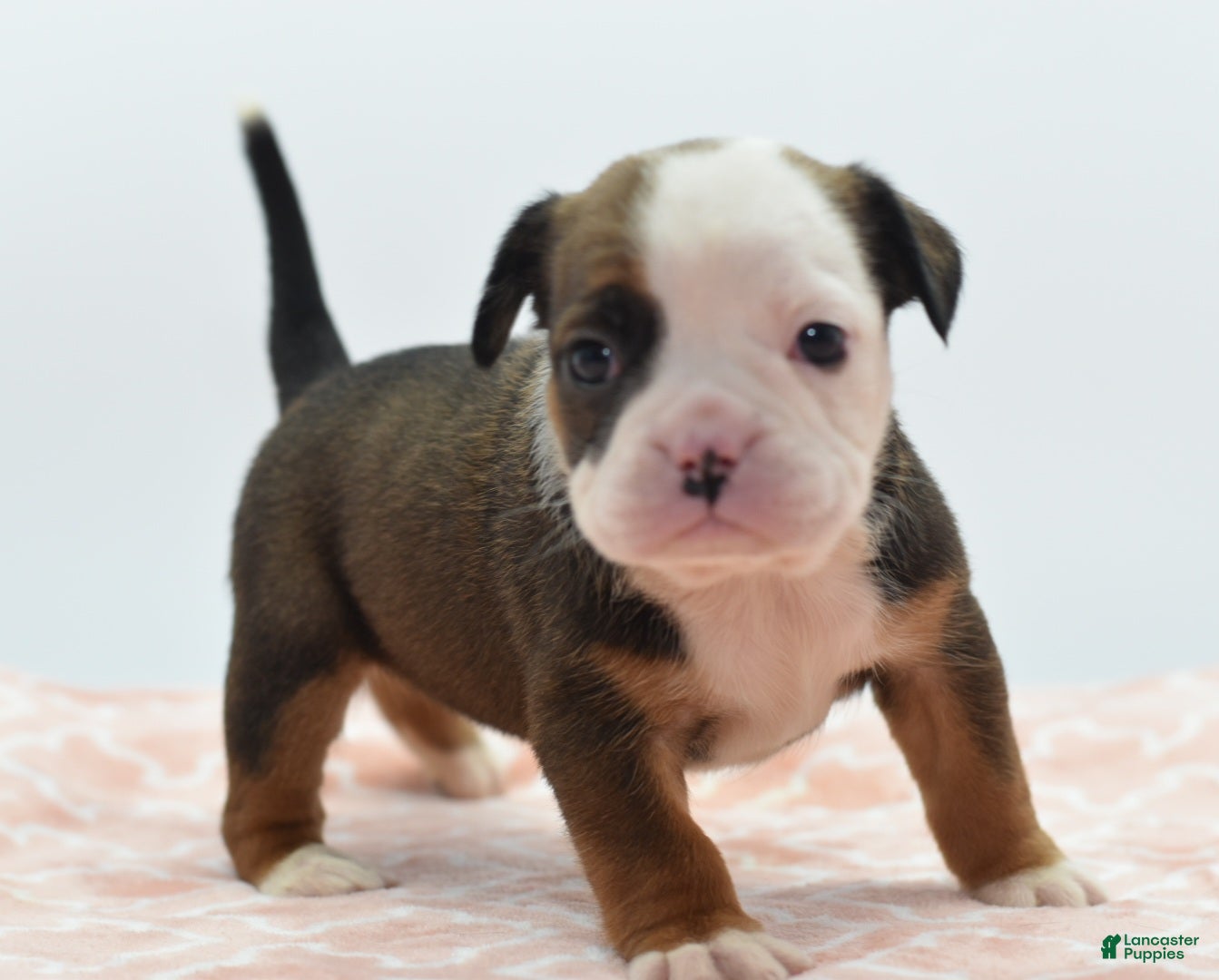 Mixed Breed dogs Rosie - Ad 1
