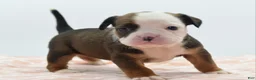 Mixed Breed dogs for sale: Rosie - Ad 7