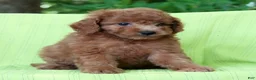 Mini Goldendoodle dogs for sale: Alice - Ad 6