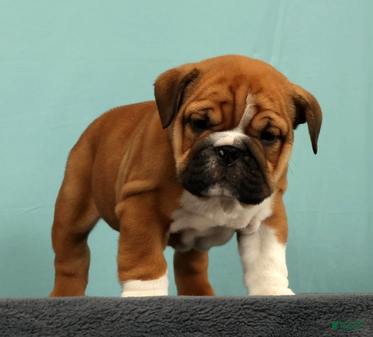 English Bulldog dogs Max - Ad 2