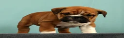English Bulldog dogs for sale: Max - Ad 2