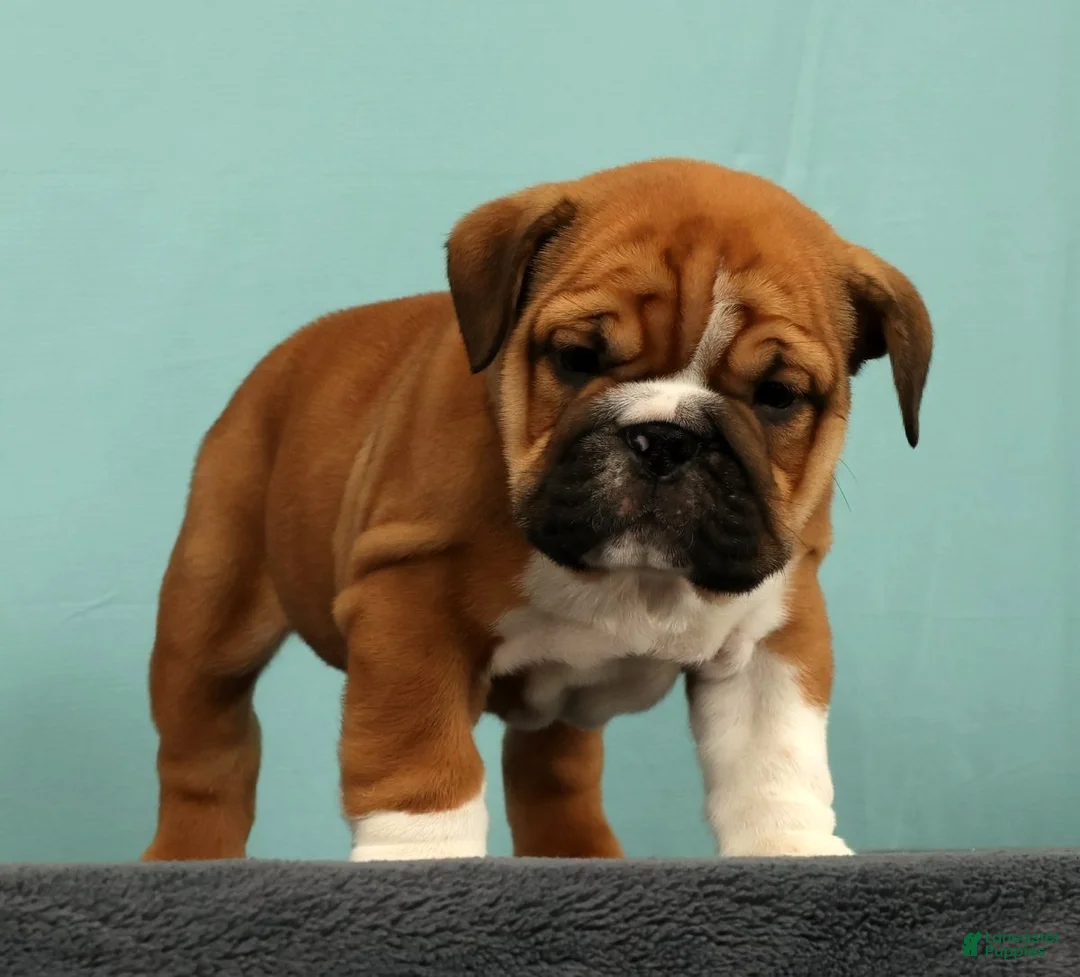 English Bulldog dogs for sale: Max - Ad 2