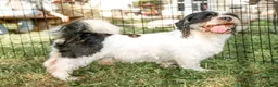 Lhasa Apso dogs for sale: Tyrell - Ad 7