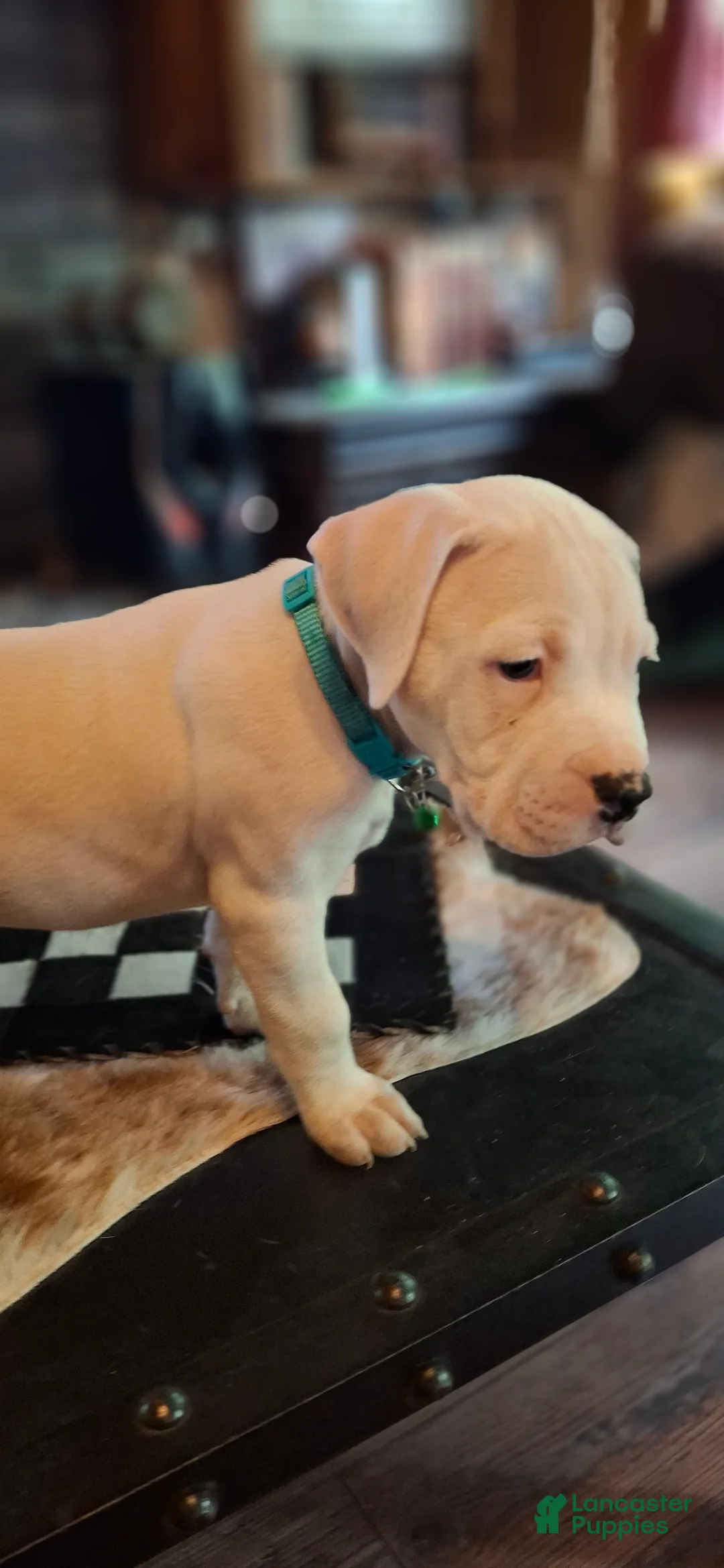 American Bulldog dogs for sale: Diesel  - Ad 2